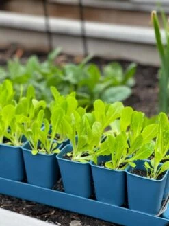 Gardener's Best® XL Seed Starting Kit -Garden Shop 8613066 01TEST