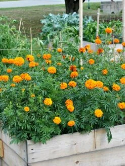 SeedSheets Organic Vegetable Garden, Easy Breezy Caprese, 4' X 8' -Garden Shop 8613295 04V