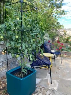 Oasis Self-Watering Tomato Planter With Trellis -Garden Shop 8613440 01IN