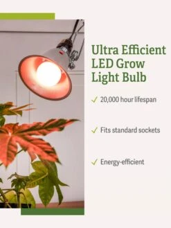 Miracle LED® Absolute Daylight™ Max Flowering Grow Light Bulb -Garden Shop Miracle Daylight Bulb 1