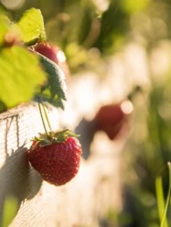 3-Tier Strawberry Bed 9 3-Tier Strawberry Bed -Garden Shop Strawberry3 3167 tif