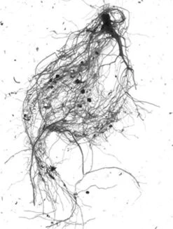 GrowLab® Compact Tabletop Light Garden With Classroom Guide -Garden Shop gstrootscan 01