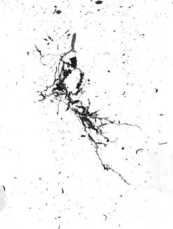 GrowLab® Compact Tabletop Light Garden With Classroom Guide -Garden Shop gstrootscan 02