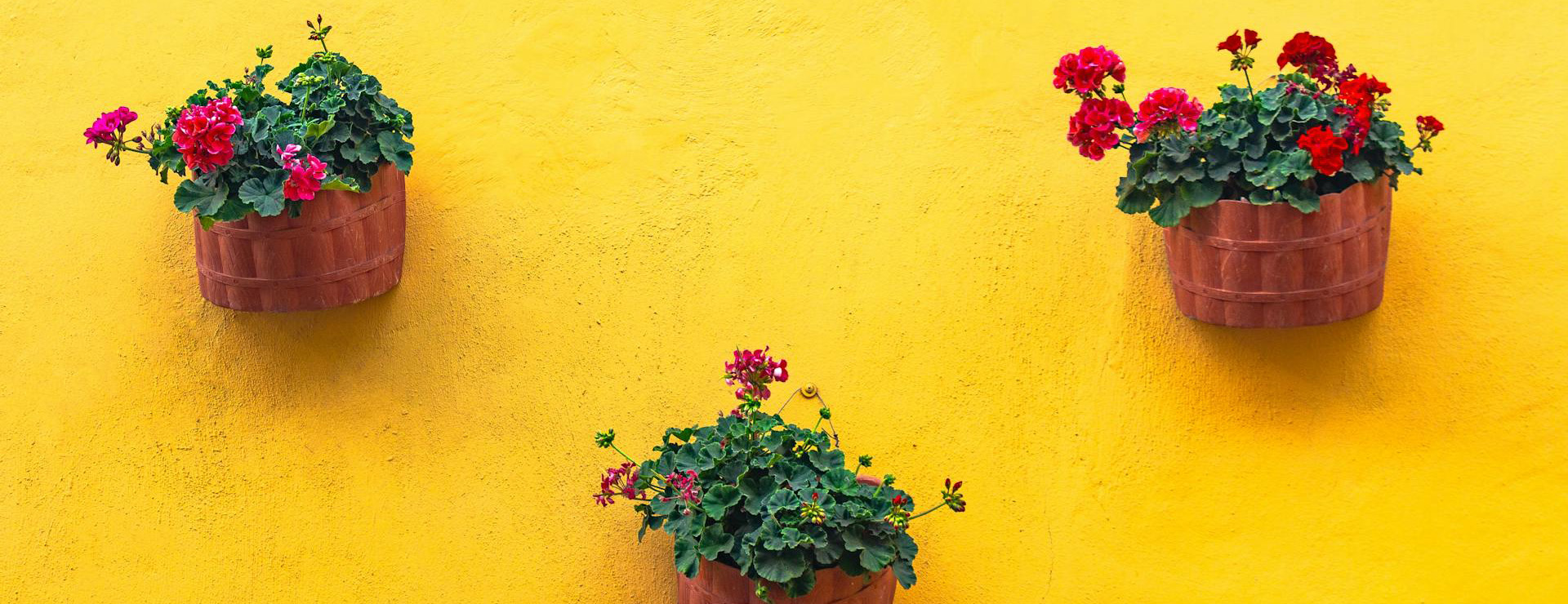 Garden Shop 3 Garden Shop -Garden Shop pexels rotekirsche 20 3634832 5438785